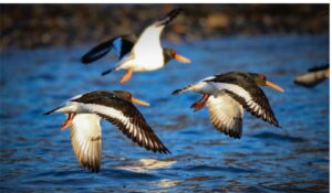 Carlingford Bird Watching