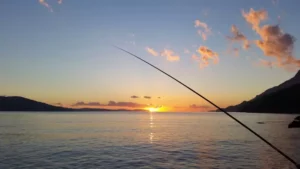 Carlingford Fishing: A Scenic Escape for Anglers of All Levels Carlingford Fishing